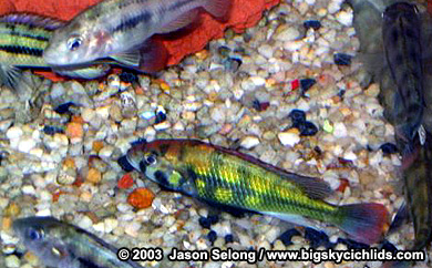 "Haplochromis" sp. "kenya gold"