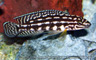 Julidochromis marlieri