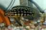 Julidochromis marlieri