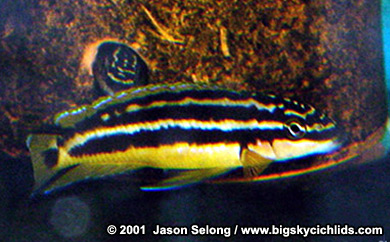 Julidochromis ornatus