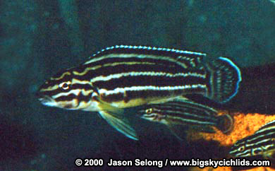 Julidochromis regani