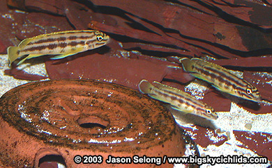 Julidochromis regani "mboka"