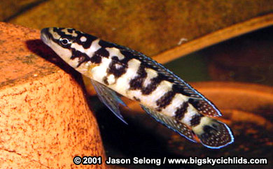 Julidochromis transcriptus "Gombi"