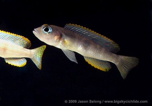 Lepidiolamprologus boulengeri