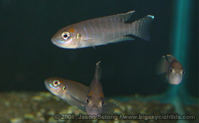 'Lamprologus' brevis 'Katabe'