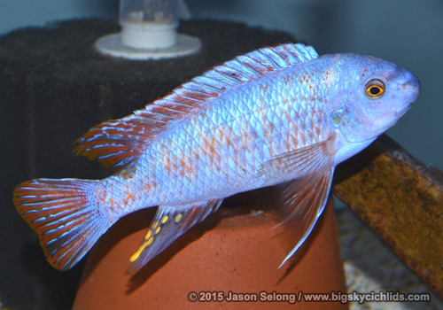 Labeotropheus fuelleborni "marmalade cat"