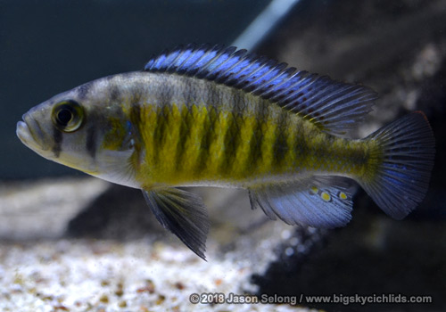 Lipochromis melanopterus "Makobe"