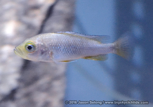 Lipochromis melanopterus "Zue"