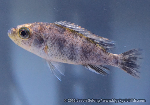 Lipochromis melanopterus "Zue"