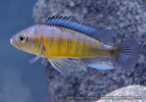 Lipochromis melanopterus "Zue"
