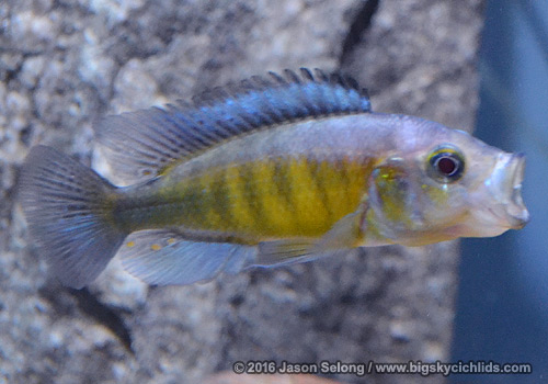 Lipochromis melanopterus
