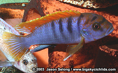 Labidochromis sp. "red top kimpuma"