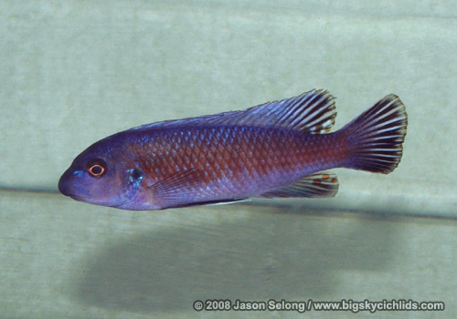Labeotropheus trewavasae "red strip Manda"