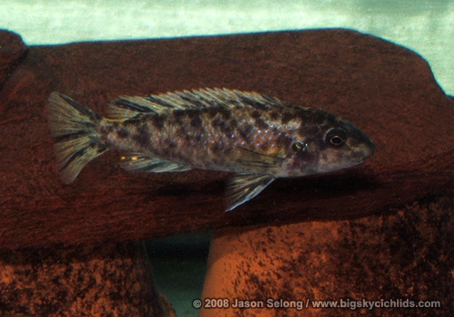 Labeotropheus trewavasae "red stripe Manda"