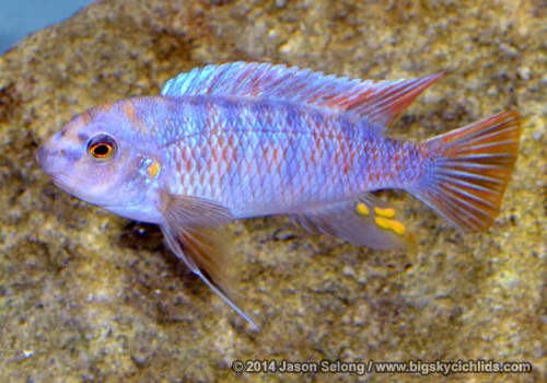 Labeotropheus fuelleborni "marmalade cat"