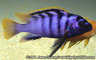 Labidochromis sp. "mbamba"