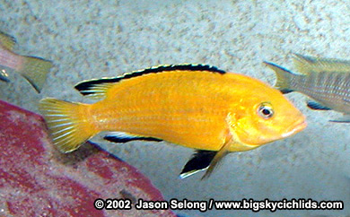 Labidochromis caeruleus