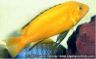 Labidochromis caeruleus "yellow"