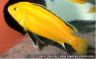 Labidochromis caeruleus "yellow"