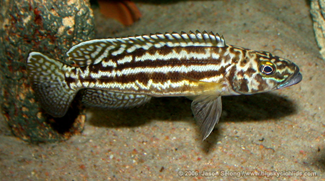 Lepidiolamprologus kendalli v. L. nkambae -male
