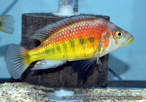 Lipochromis cf parvidens
