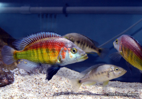 Lipochromis cf parvidens