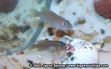 "Lamprologus" multifasciatus