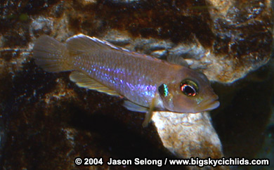 'Lamprologus' ocellatus "gold"