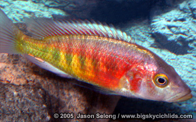 Lipochromis parvidens "red"
