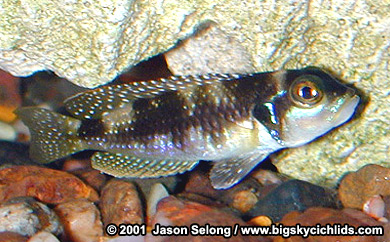 'Lamprologus' stappersi