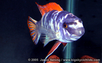 Labeotropheus trewavasae "marmalade cat"