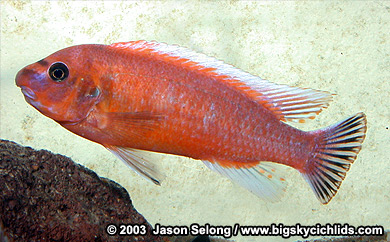 Labeotropheus trewavasae "mpanga red"
