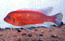Labeotropheus trewavasae "mpanga red"