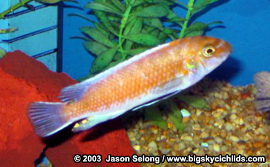 Labeotropheus trewavasae "tumbi point"