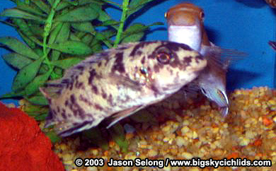 Labeotropheus trewavasae "tumbi point" -female