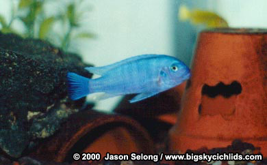 Metriaclima callainos