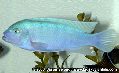 Metriaclima callainos