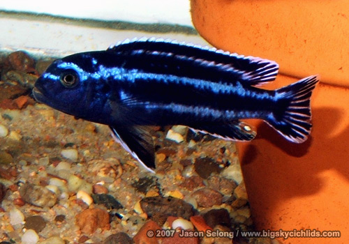 Melanochromis cyaneorhabdos