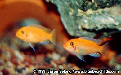 Metriaclima estherae