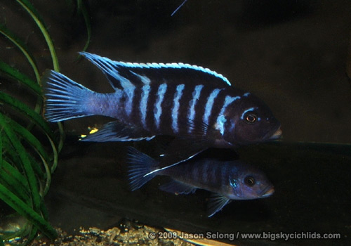Metriaclima sp. "blue dolphin"