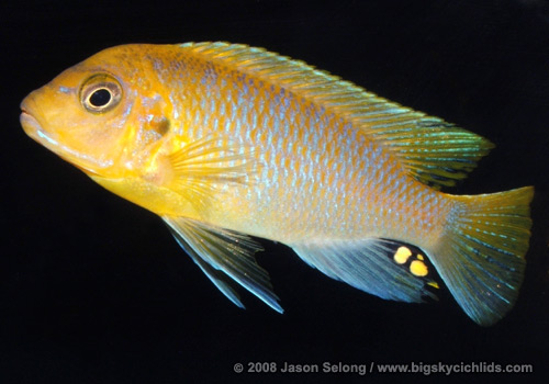 Metriaclima hajomaylandi