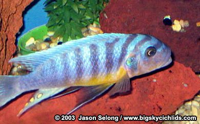 Metriaclima fainzilberi "goldbreast"