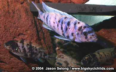 Metriaclima sp. "slim/compact zebra" group