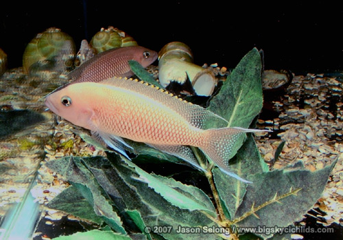 Neolamprologus falcicula