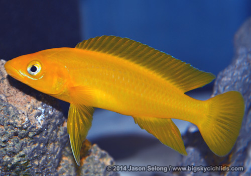 Neolamprologus leleupi