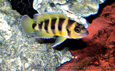 Big Sky Cichlids Neolamprologus sexfasciatus