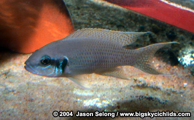 Neolamprologus brichardi "fulwe"