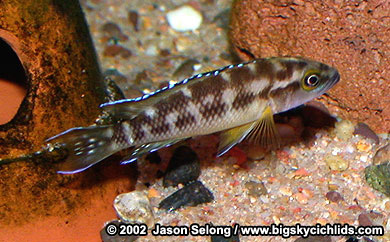 Neolamprologus buescheri "zaire gold"