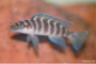 Neolamprologus cylindricus