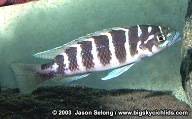 Neolamprologus cyclindricus